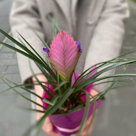 Комнатное растение Тилландсия