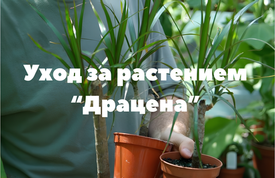 Как ухаживать за растением "Драцена"