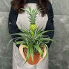 Комнатное растение Ананас