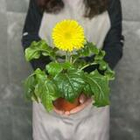 Комнатное растение Гербера в горшке