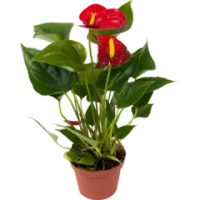 Антуриум красный