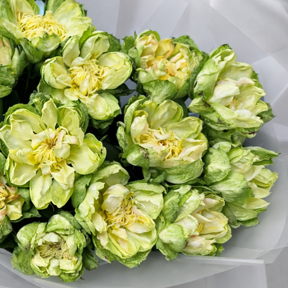 Букет из пионовидных роз Veggie (Вегги) 15 штук - РИМСКАЯ РОЗА фото №5