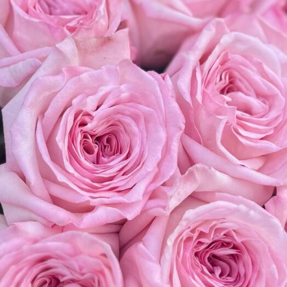 Розовые пионовидные розы Pink Ohara с насыщенным ароматом пиона