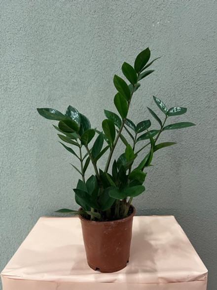 Долларовое дерево «Замиокулькас»