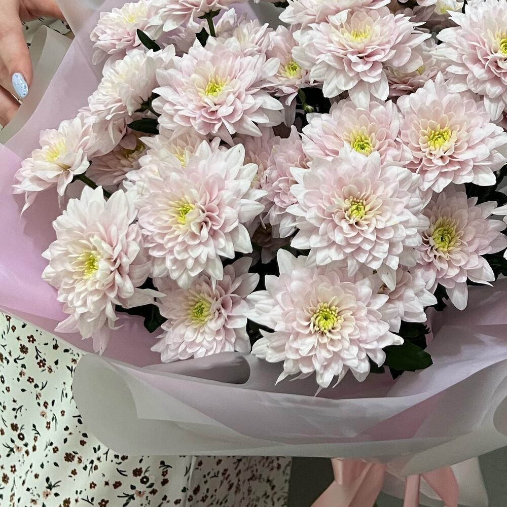 Букет из розовых кустовых хризантем в пленке фото №3