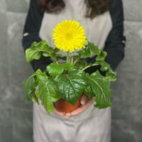 Комнатное растение Гербера в горшке