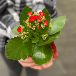 Комнатное растение Каландива с красными цветами фото №3