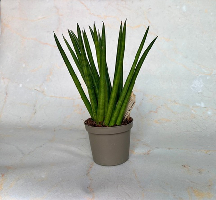 Сансевиерия