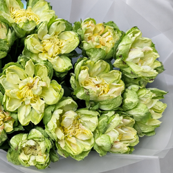 Букет из пионовидных роз Veggie (Вегги) 15 штук - РИМСКАЯ РОЗА фото №5