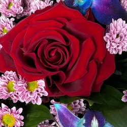 Букет из красных роз, синих орхидей и сантини в розовой упаковке