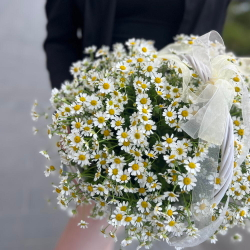 Большая корзина с полевыми ромашками - РИМСКАЯ РОЗА фото №5