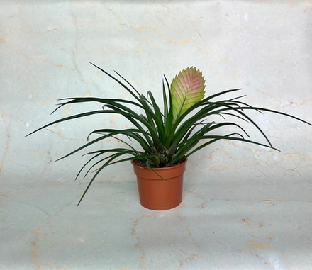 Тилландсия