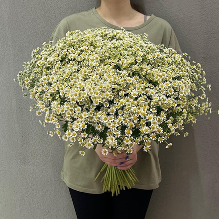 Букет из ромашек кустовых