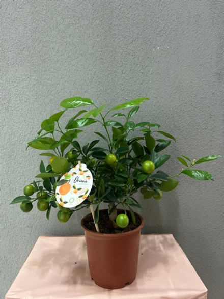 Цитрусовое дерево