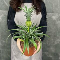 Комнатное растение Ананас