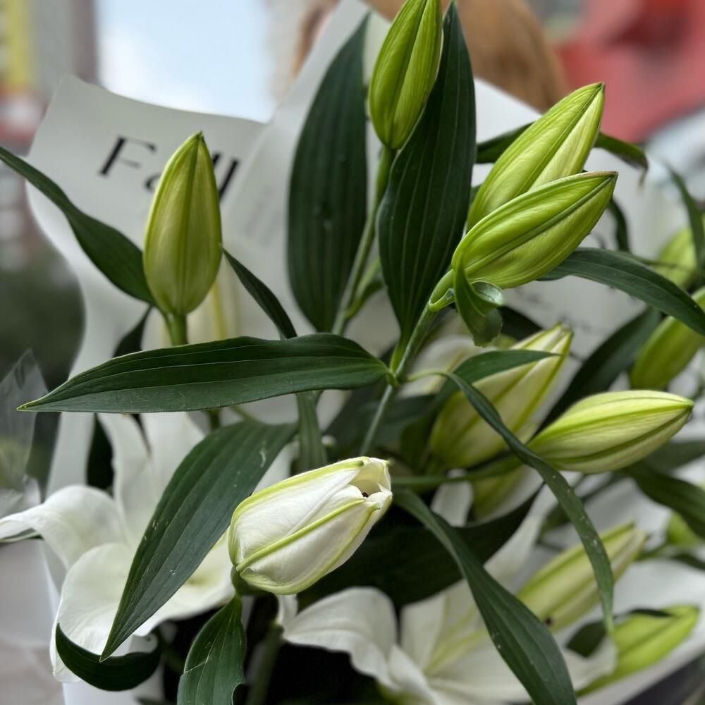 Букет из 3 лилий в дизайнерской упаковке - РИМСКАЯ РОЗА фото №4