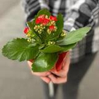 Комнатное растение Каландива с красными цветами