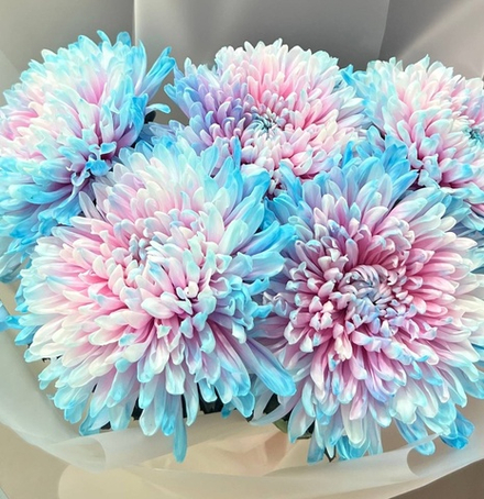 Букет из хризантем в матовой пленке