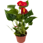 Антуриум красный