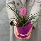 Комнатное растение Тилландсия